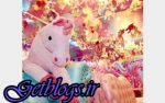 تصاویر) + کافه یونیکورن جهت فرزند ها (